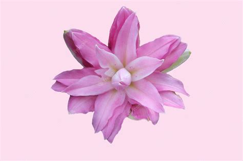 Premium Photo Front Top Foto Of Beautiful Pink Lily Isolated On A