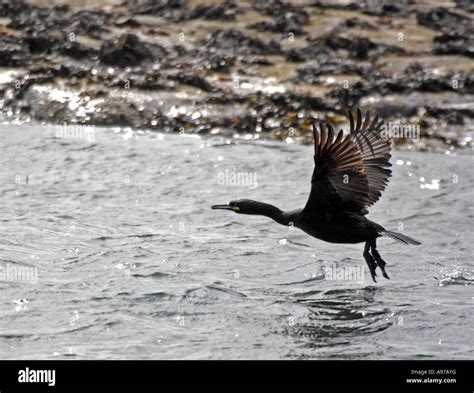 Phalacrocorax Carbofarne Islands Hi Res Stock Photography And Images