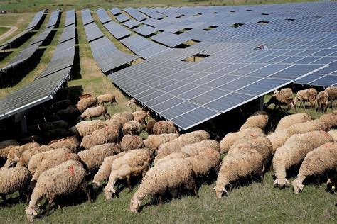 ‘we Are All Benefitting Why Has This Kosovan Solar Farm Brought In Sheep Euronews