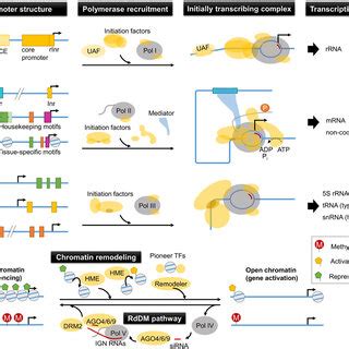 Transcription And Epigenetic Regulation Of Eukaryotes A Promoter