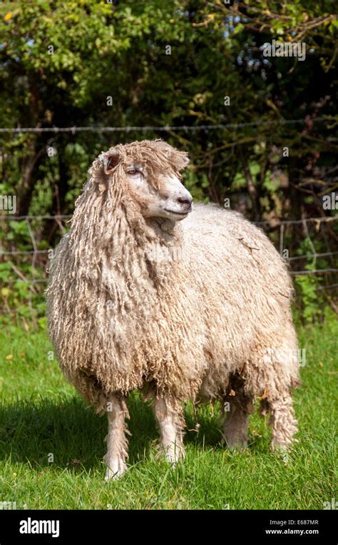 Cotswold sheep hi-res stock photography and images - Alamy