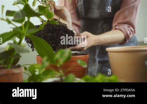 Woman In Apron Pulling Dwarf Umbrella Tree From Pot And Removing Soil