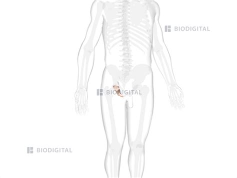 Right Ischium Biodigital Anatomy