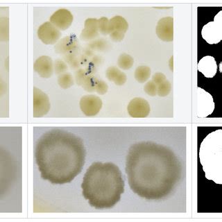 patch segmentation binary masks