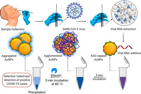 Selective Naked Eye Detection Of SARS CoV 2 Mediated By N Gene Targeted