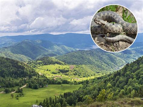 Ovo su 3 najopasnije zmije u Srbiji Biolog otkriva Evo šta nikako ne