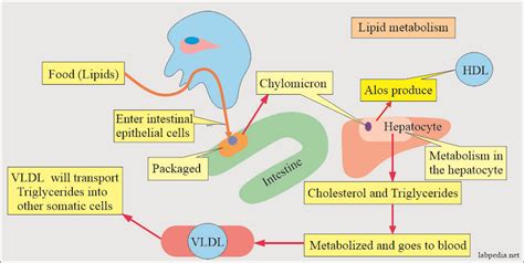 Lipids Total Lipids Role In Our Body Prof Riaz