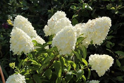 Details Imagen Hortensias Paniculares Abzlocal Mx