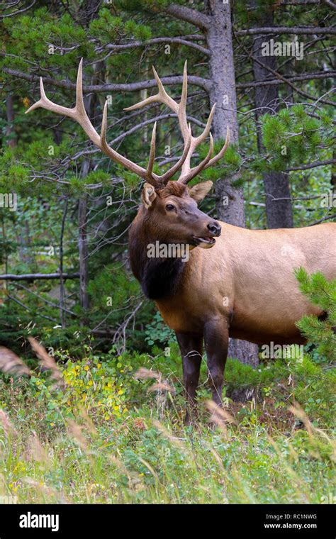 Rocky Mountain Bull Elk with antlers vertical portrait closeup Stock ...