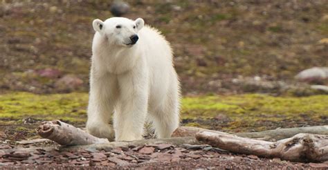 Antarctica Cruises & Arctic Cruises | Natural Habitat Adventures