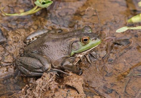 American Bullfrog in a Wetland Habitat Stock Image - Image of pond ...