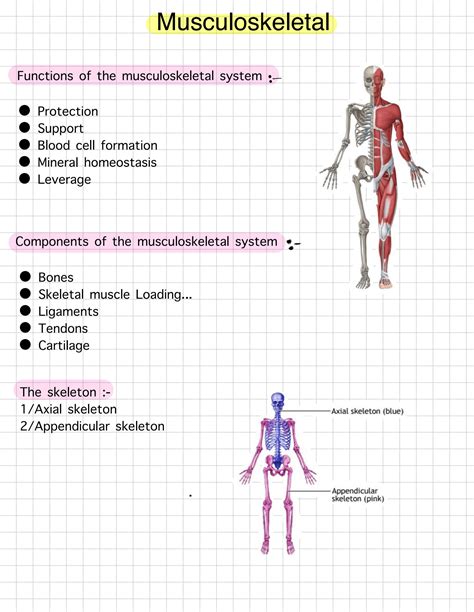 Solution Musculoskeletal System 1 Studypool