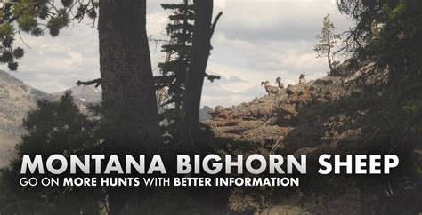 Montana Bighorn Sheep Hunting 2024 | Draw Odds, Tags, Season Info ...