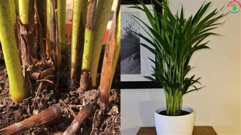 Why Are My Areca Palm Leaves Turning Yellow Solved Garden For Indoor