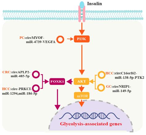 The Crosstalk And Clinical Implications Of CircRNAs And Glucose