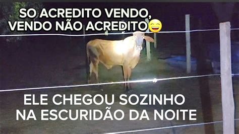 FUI SURPREENDIDO ESSA NOITE NO SÍTIO BEZERRO VOLTOU SOZINHO QUASE NÃO