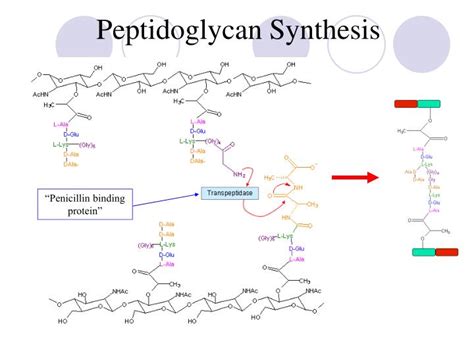 Ppt The Beta Lactam Antibiotics Powerpoint Presentation Id3351492