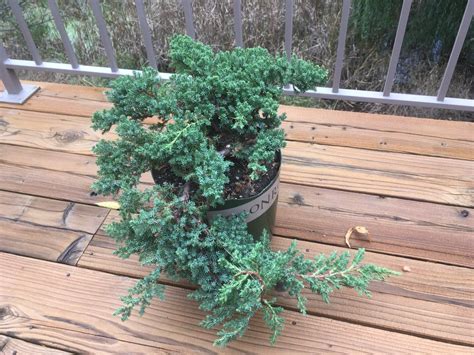 Reverse Taper On Juniper Bonsai Nut