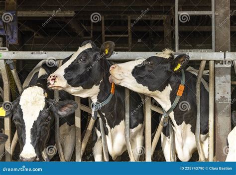 Cows Kiss Each Other Looking Heads In Row In A Stable During Feeding