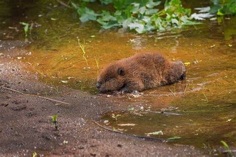 North American Beaver Castor Canadensis Kit Crawls To Waters E Stock