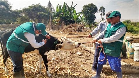 MIDAGRI SENASA anuncia vacunación gratuita de ganado para prevenir el