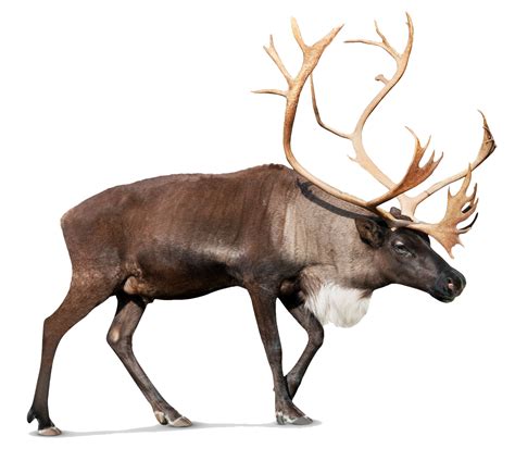 Elk Transparent Clip Art Png Png Play