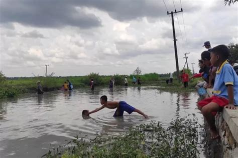 Sawah Tergenang Air Bah Jadi Kolam Dadakan Radar Kediri