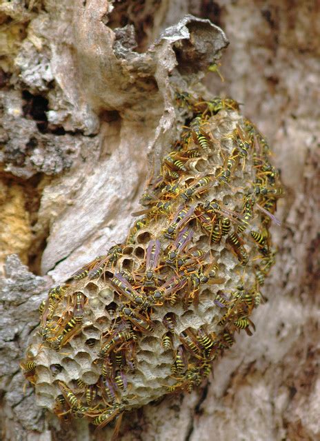 Wasp Nest In Tree Trunk This Wasp Nest Was Attached To An Flickr