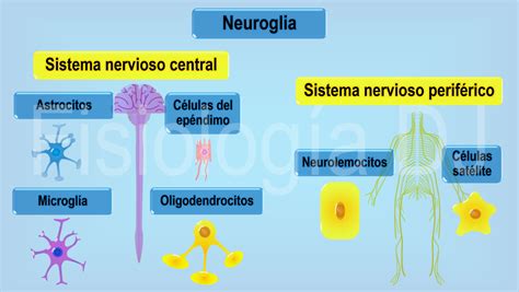 Fisiolog A Dj Tejido Nervioso Tejido Nervioso Neurona Y Neuroglia