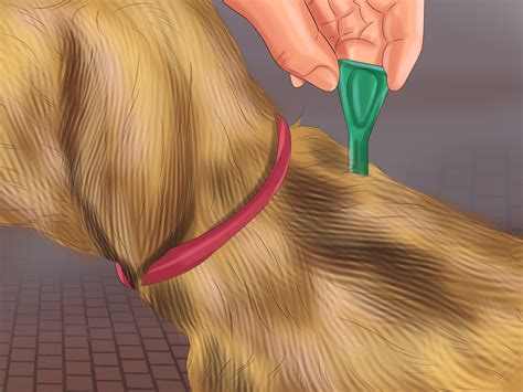 How to Prevent Flea Bites (with Pictures) - wikiHow