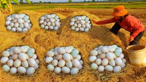 Top Video Fishing A Fisherwoman Skills Pick A Lots Of Duck Eggs On