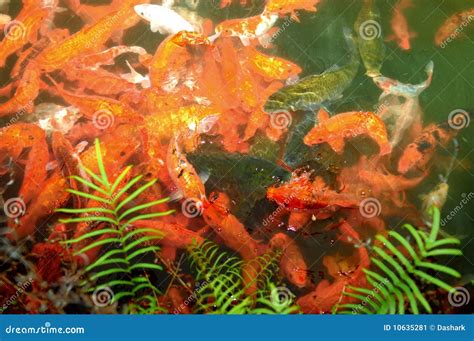 Chinese Fish Stock Image Image Of Ornamental Japanese 10635281