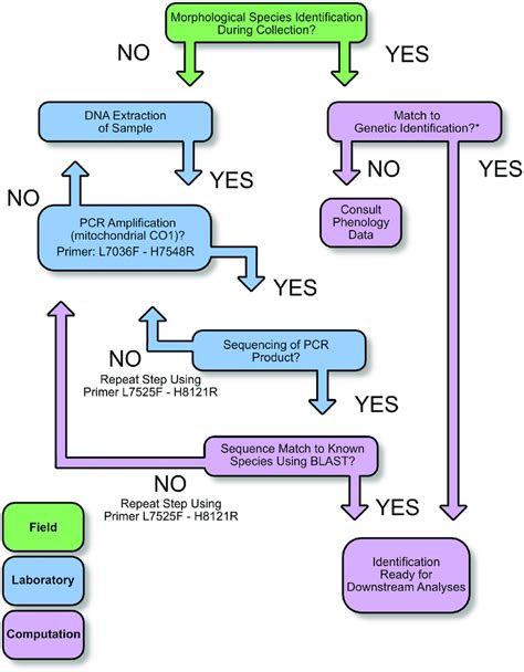 DNA barcoding analysis framework. Basic steps of the DNA barcoding ...