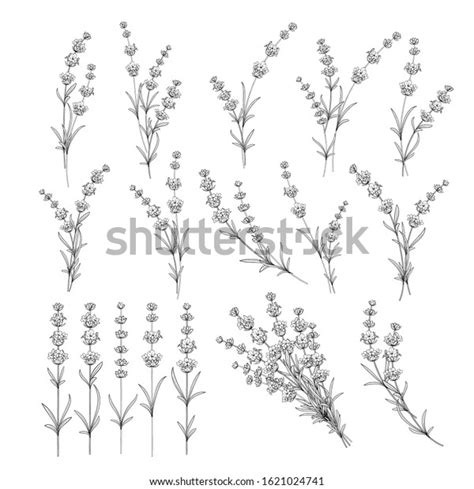 Set Lavender Flowers Elements Collection Lavender Vector De Stock