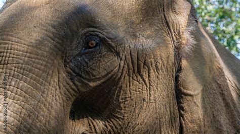 Elefante Asiático En Un Santuario De Elefantes Rescatados En Mondulkiri