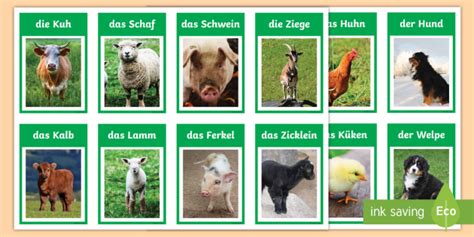 Farm Animals and Their Young Flashcards German