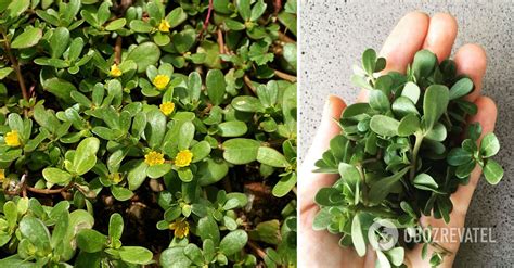 How To Get Rid Of Purslane In The Vegetable Garden Methods To Take