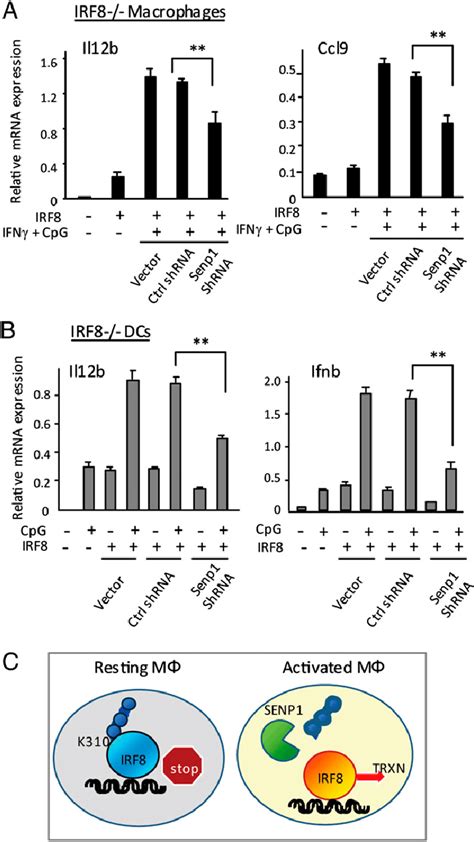 SENP1 Knockdown Inhibits IRF8 Transactivation A CL2 Cells Were