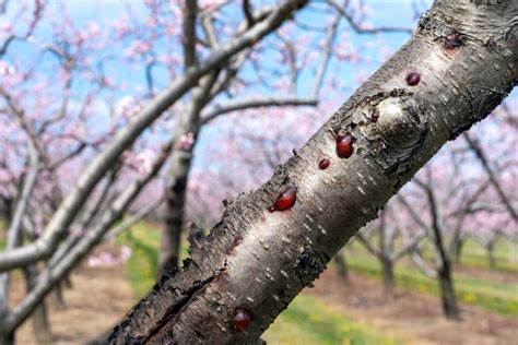 10 Common Cherry Tree Diseases Minneopa Orchards
