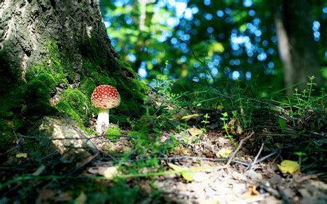 Mushroom Forest Wallpaper - WallpaperSafari