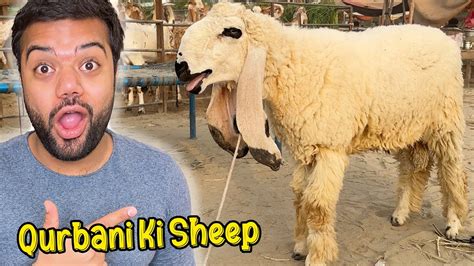 Qurbani Ke Liye Sheep Le Li Mandi Ka Sab Se Cute Janwar YouTube