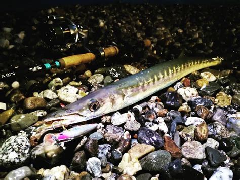 Clipangler Ha Condiviso Una Foto Su Instagram Barracuda On Lure