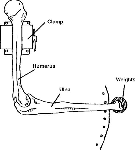 Figure 1 From Relationship Of Ulnar Collateral Ligament Strain To Amount Of Medial Olecranon