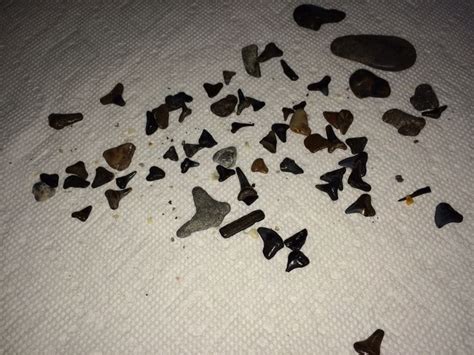 Shark Tooth hunting in Manasota Beach Florida. | Rainy day, Florida ...