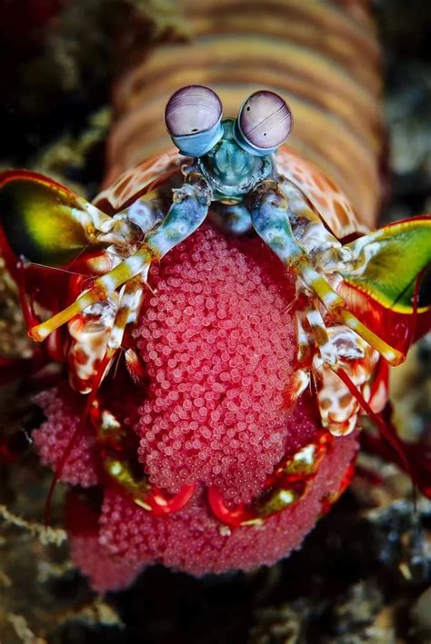 The Colorful Peacock Mantis Shrimp Of Bohol Seaquest Dive Center