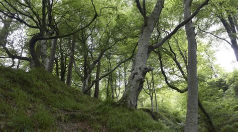 Argyll Rainforest Community Network Commission Announcement Cove Park
