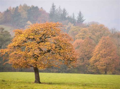 landscape photos with trees