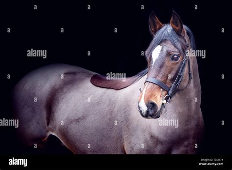 Posing With Horse Hi Res Stock Photography And Images Alamy