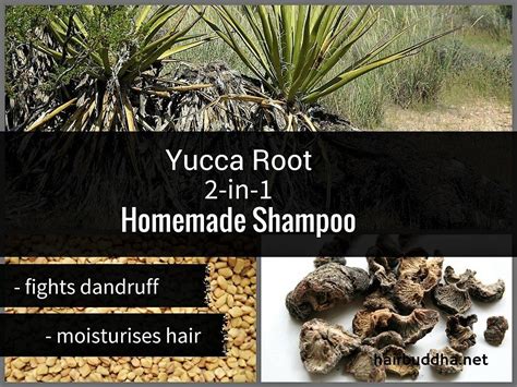 Native To South Eastern Region Of America Yucca Root Is An Ancient Remedy For Dandruff It