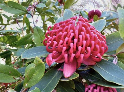 Australian Native Shrubs Gardening With Angus